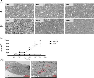 Novel organic selenium source hydroxy-selenomethionine counteracts the blood-milk barrier disruption and inflammatory response of mice under heat stress